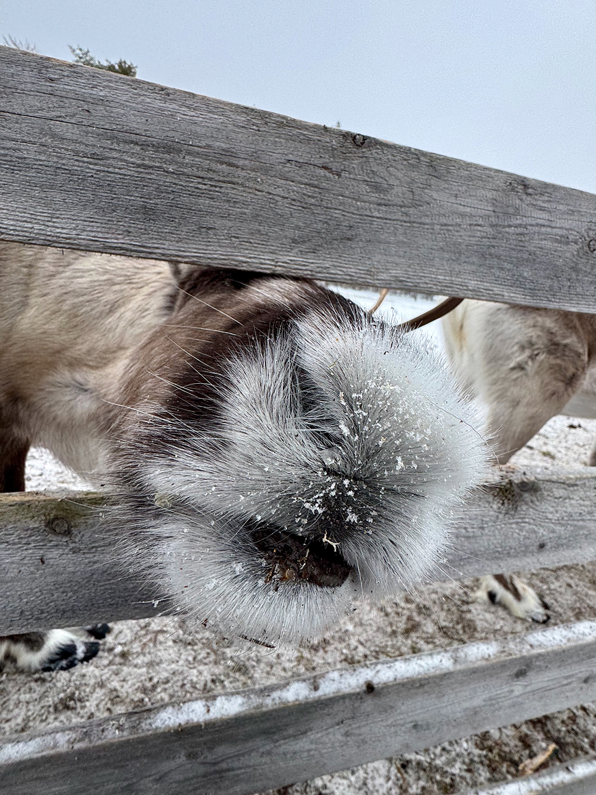 Gentle, fluffy, kind – so sind die lieben Rentiere. Und wie lustig sie laufen! Das wärmt das Herz auch im winterlichen Lappland.